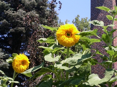 [Sunflower growing at Iowa State Fair.]